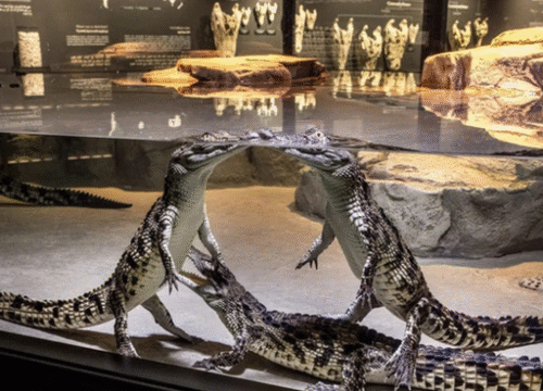 Dubai Crocodile Park